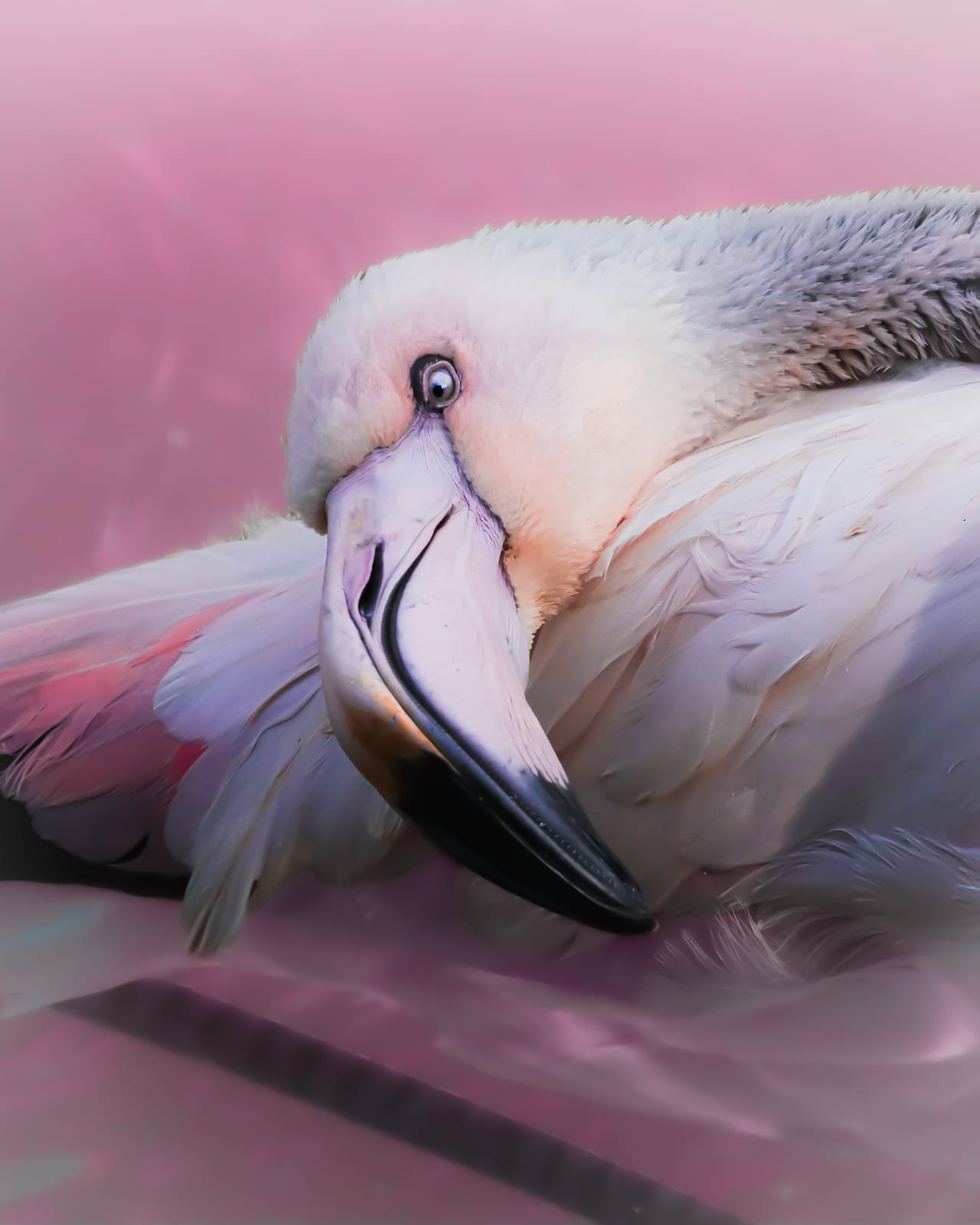 Pellicano