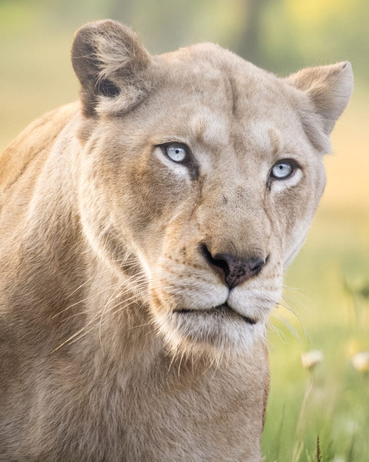 Lioness