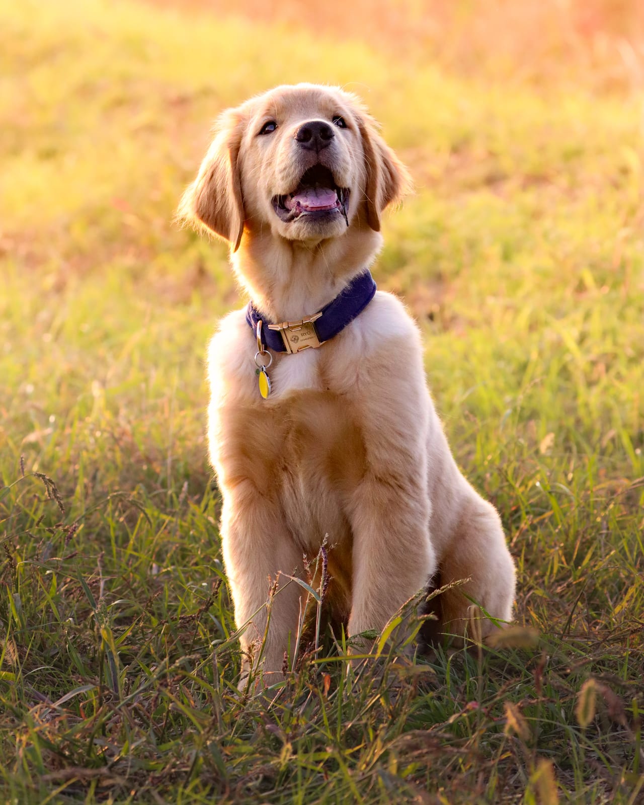 Golden Retriever puppy