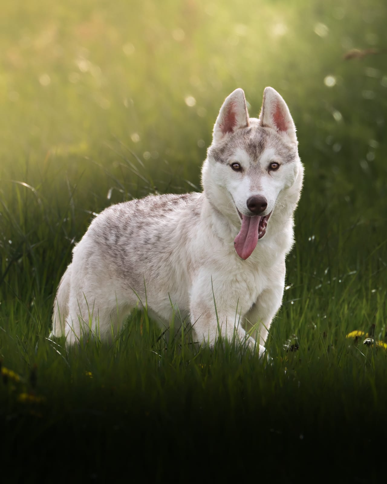 Husky