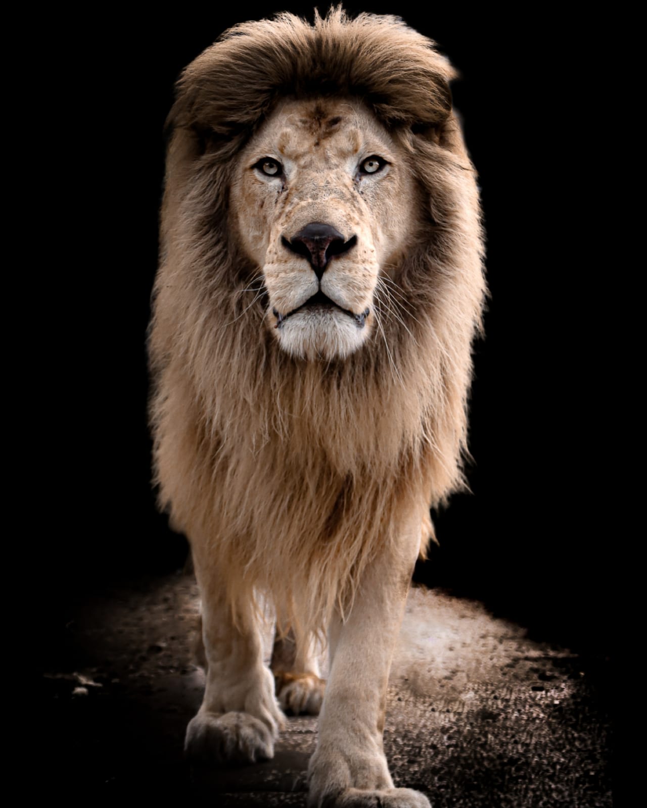Lion portrait by Sara Giardini