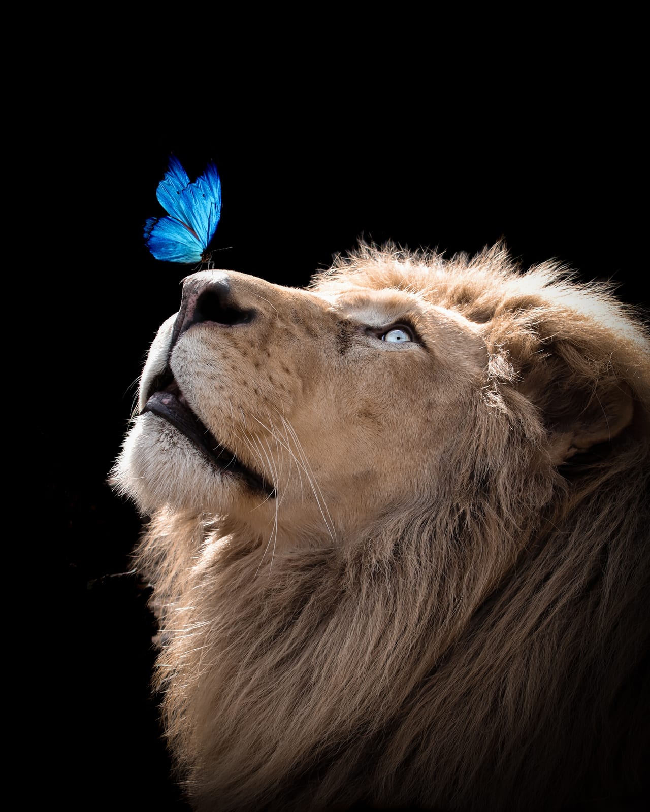 Wildlife Photography