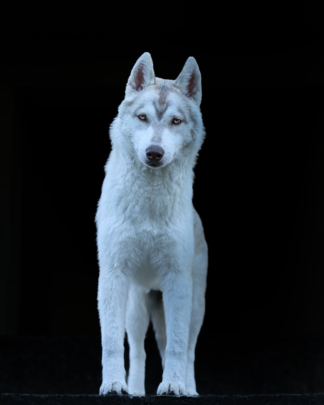 Pets Photography